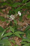 Fourleaf milkweed